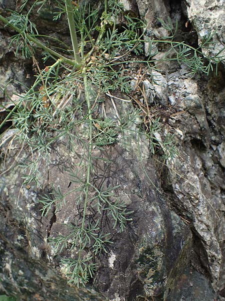 Seseli austriacum \ &Ouml;sterreicher Bergfenchel, &Ouml;sterreicher Sesel / Austrian Seseli, A Kraubath (Mur) 27.6.2021