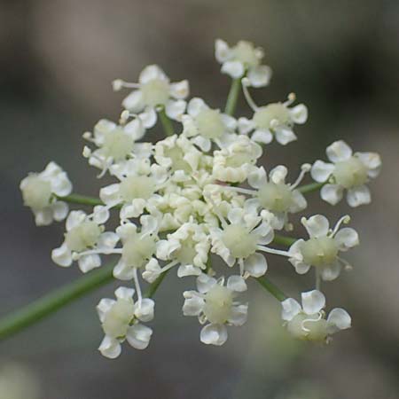 Seseli austriacum \ &Ouml;sterreicher Bergfenchel, &Ouml;sterreicher Sesel / Austrian Seseli, A Kraubath (Mur) 27.6.2021