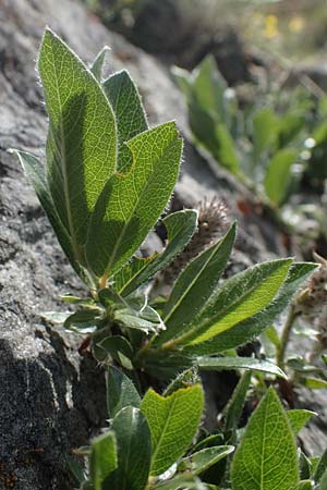 Salix alpina \ Alpen-Weide / Alpine Willow, A Pusterwald, Eiskar 29.6.2021