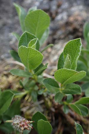 Salix alpina \ Alpen-Weide / Alpine Willow, A Pusterwald, Eiskar 29.6.2021