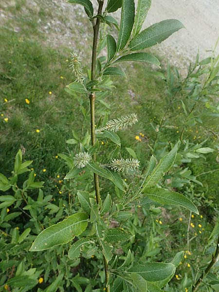 Salix appendiculata \ Schlucht-Weide / Large-Leaved Willow, A Seckauer Tauern, Rosenkogel 30.6.2021