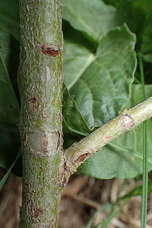 Salix appendiculata \ Schlucht-Weide / Large-Leaved Willow, A Seckauer Tauern, Rosenkogel 30.6.2021