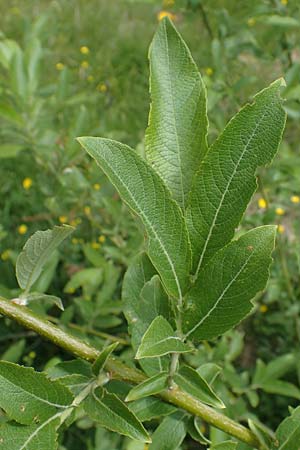 Salix appendiculata \ Schlucht-Weide / Large-Leaved Willow, A Seckauer Tauern, Rosenkogel 30.6.2021