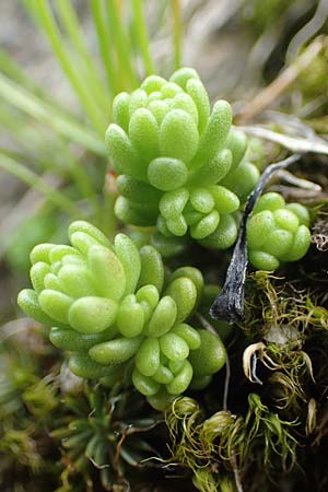 Sedum annuum \ Einjhriger Mauerpfeffer / Annual Stonecrop, A Seckauer Tauern, Brandstätter Törl 27.7.2021