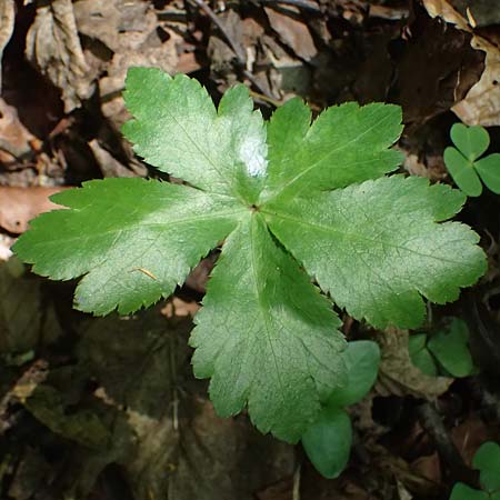 Sanicula europaea \ Sanikel / Sanicle, A Deutschlandsberger Klause 30.6.2022