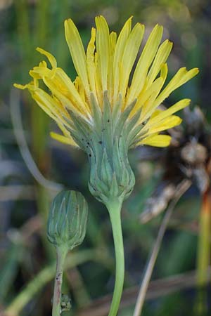 Sonchus arvensis subsp. uliginosus \ Drsenlose Acker-Gnsedistel / Glandless Field Sow-Thistle, A Seewinkel, Apetlon 23.9.2022
