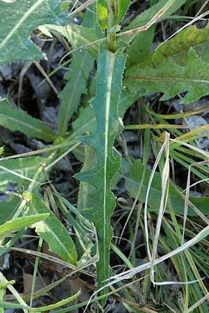 Sonchus arvensis subsp. uliginosus \ Drsenlose Acker-Gnsedistel / Glandless Field Sow-Thistle, A Seewinkel, Apetlon 23.9.2022