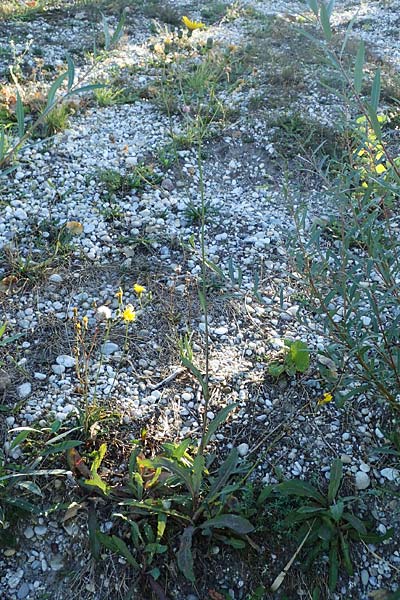Sonchus arvensis subsp. uliginosus \ Drsenlose Acker-Gnsedistel / Glandless Field Sow-Thistle, A Seewinkel, Apetlon 23.9.2022