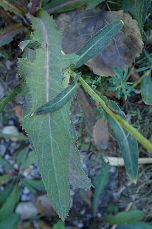 Sonchus arvensis subsp. uliginosus \ Drsenlose Acker-Gnsedistel / Glandless Field Sow-Thistle, A Seewinkel, Apetlon 23.9.2022
