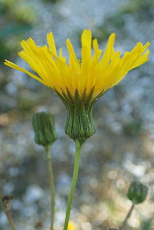 Sonchus arvensis subsp. uliginosus \ Drsenlose Acker-Gnsedistel / Glandless Field Sow-Thistle, A Seewinkel, Apetlon 23.9.2022
