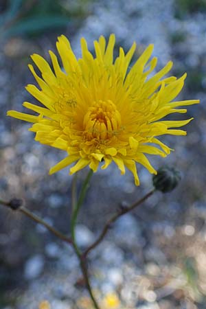 Sonchus arvensis subsp. uliginosus \ Drsenlose Acker-Gnsedistel / Glandless Field Sow-Thistle, A Seewinkel, Apetlon 23.9.2022