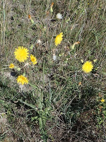 Sonchus arvensis subsp. uliginosus \ Drsenlose Acker-Gnsedistel / Glandless Field Sow-Thistle, A Seewinkel, Apetlon 23.9.2022