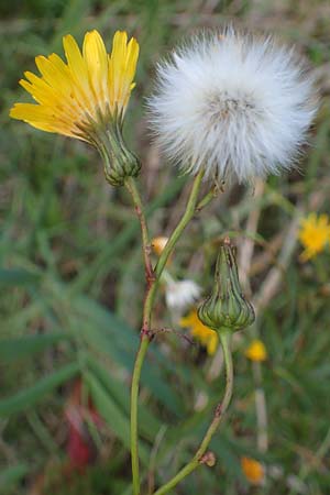 Sonchus arvensis subsp. uliginosus \ Drsenlose Acker-Gnsedistel / Glandless Field Sow-Thistle, A Seewinkel, Podersdorf 26.9.2022