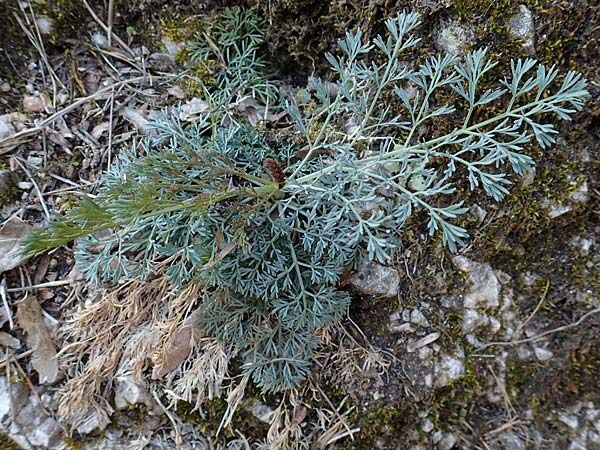 Seseli austriacum \ &Ouml;sterreicher Bergfenchel, &Ouml;sterreicher Sesel / Austrian Seseli, A K&auml;rnten/Carinthia, St. Paul im Lavanttal 4.4.2023