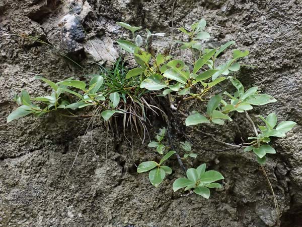 Salix waldsteiniana \ Waldsteins Weide, Bumchen-Weide / Waldstein's Willow, A St. Gallen im Gesäuse 4.7.2024