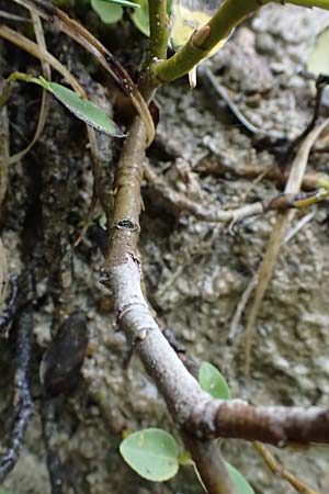 Salix waldsteiniana \ Waldsteins Weide, Bumchen-Weide / Waldstein's Willow, A St. Gallen im Gesäuse 4.7.2024