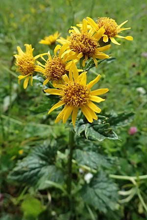 Senecio alpinus \ Alpen-Greiskraut / Alpine Ragwort, A Admont 5.7.2024