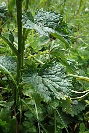 Senecio alpinus \ Alpen-Greiskraut / Alpine Ragwort, A Admont 5.7.2024