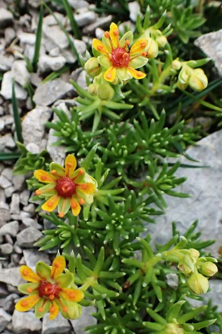 Saxifraga aizoides \ Fetthennen-Steinbrech / Yellow Mountain Saxifrage, A Trenchtling 6.7.2024