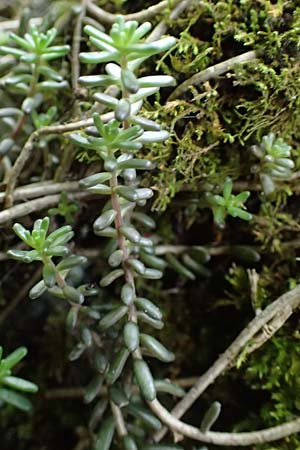 Sedum album \ Weier Mauerpfeffer / White Stonecrop, A Fronleiten 13.5.2025