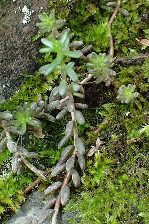 Sedum album \ Weier Mauerpfeffer / White Stonecrop, A Fronleiten 13.5.2025