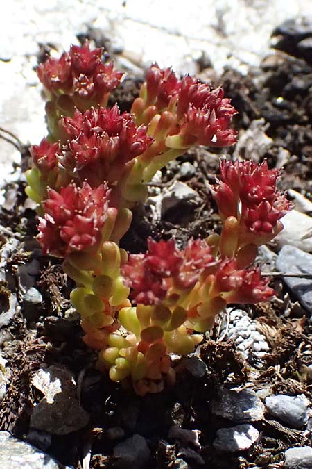 Sedum atratum \ Dunkler Mauerpfeffer / Dark Stonecrop, A Bad Gastein 29.6.2025