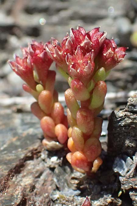 Sedum atratum \ Dunkler Mauerpfeffer / Dark Stonecrop, A Bad Gastein 29.6.2025
