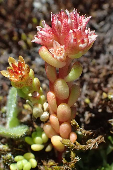 Sedum atratum \ Dunkler Mauerpfeffer / Dark Stonecrop, A Bad Gastein 29.6.2025