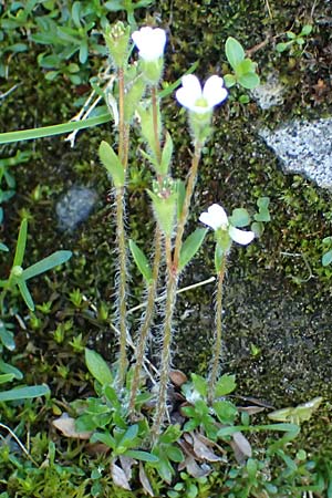 Saxifraga androsacea \ Mannsschild-Steinbrech / Scree Saxifrage, A Bad Gastein 29.6.2025