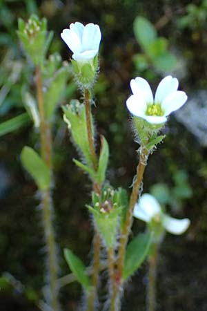 Saxifraga androsacea \ Mannsschild-Steinbrech / Scree Saxifrage, A Bad Gastein 29.6.2025