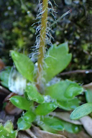 Saxifraga androsacea \ Mannsschild-Steinbrech / Scree Saxifrage, A Bad Gastein 29.6.2025
