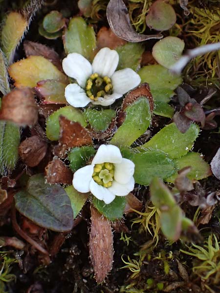 Saxifraga androsacea \ Mannsschild-Steinbrech / Scree Saxifrage, A Großglockner 11.8.2025