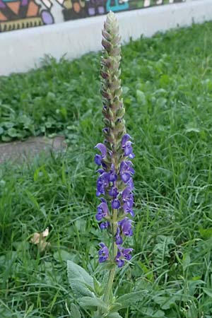 Salvia nemorosa \ Hain-Salbei, Steppen-Salbei / Balkan Clary, A Wien 13.8.2025