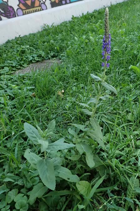 Salvia nemorosa \ Hain-Salbei, Steppen-Salbei / Balkan Clary, A Wien 13.8.2025