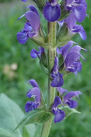 Salvia nemorosa \ Hain-Salbei, Steppen-Salbei / Balkan Clary, A Wien 13.8.2025