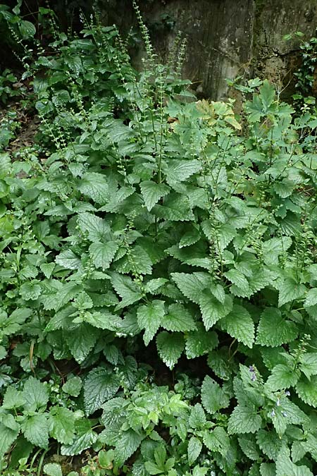Scutellaria altissima \ Hohes Helmkraut / Tall Skullcap, A Langenzersdorf 13.6.2026