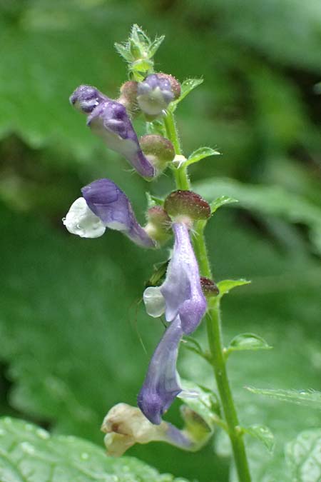 Scutellaria altissima \ Hohes Helmkraut / Tall Skullcap, A Langenzersdorf 13.6.2026