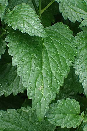 Scutellaria altissima \ Hohes Helmkraut / Tall Skullcap, A Langenzersdorf 13.6.2026
