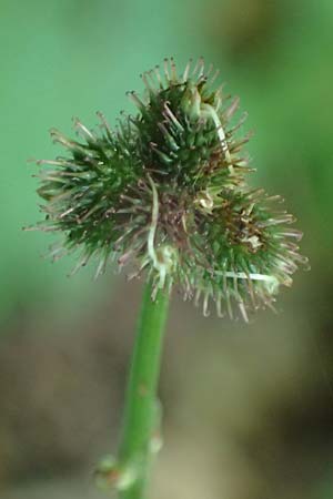 Sanicula europaea \ Sanikel / Sanicle, A Stainzer Warte 16.6.2026