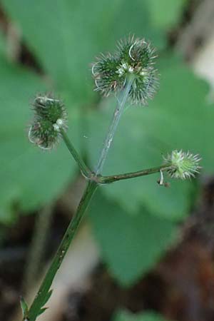 Sanicula europaea \ Sanikel / Sanicle, A Stainzer Warte 16.6.2026