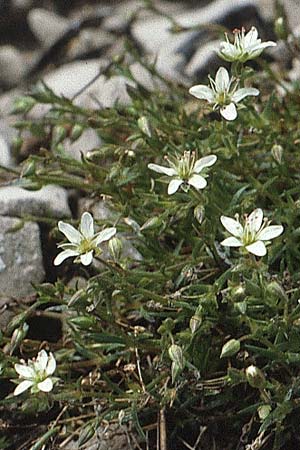 Sabulina austriaca \ sterreicher Miere / Austrian Sandwort, A Lechtal, Elbigenalb 16.8.1987