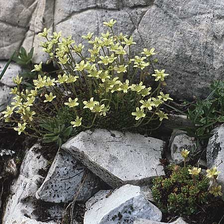 Saxifraga moschata \ Moschus-Steinbrech / Musky Saxifrage, A Lechtal, Elbigenalb 16.8.1987