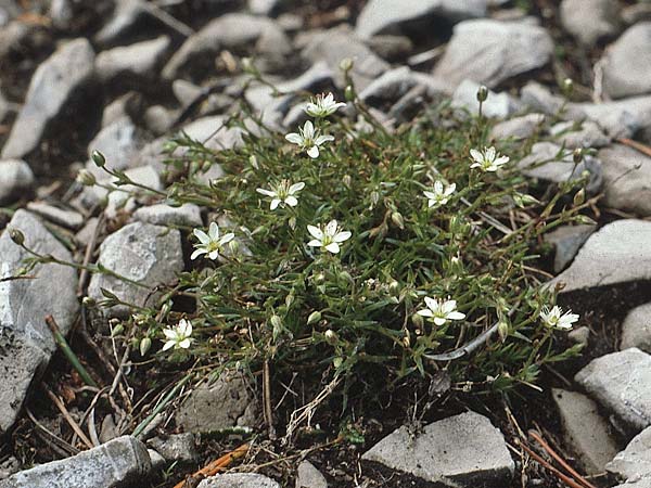Sabulina austriaca \ sterreicher Miere / Austrian Sandwort, A Lechtal, Elbigenalb 16.8.1987