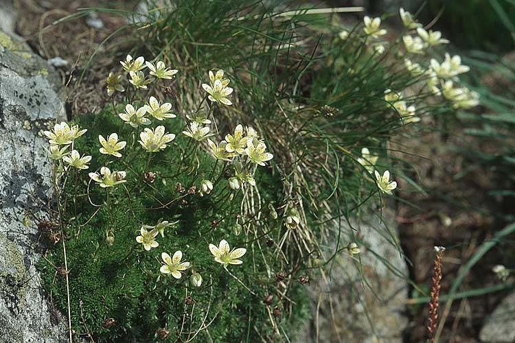 Saxifraga bryoides \ Moos-Steinbrech / Mossy Saxifrage, A Ost-Tirol Innervillgraten 3.8.2004
