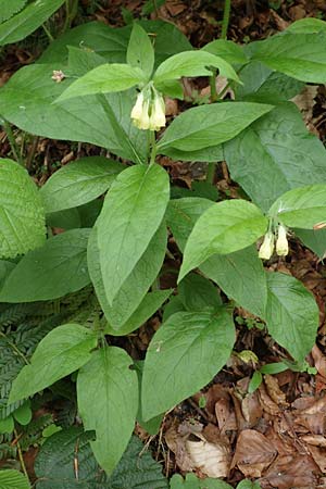 Symphytum tuberosum subsp. angustifolium \ Schmalbl&auml;ttriger Beinwell / Narrow-Leaved Comfrey, A K&auml;rnten/Carinthia, Feistritz im Rosental 17.5.2016