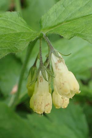 Symphytum tuberosum subsp. angustifolium \ Schmalbl&auml;ttriger Beinwell / Narrow-Leaved Comfrey, A K&auml;rnten/Carinthia, Feistritz im Rosental 17.5.2016