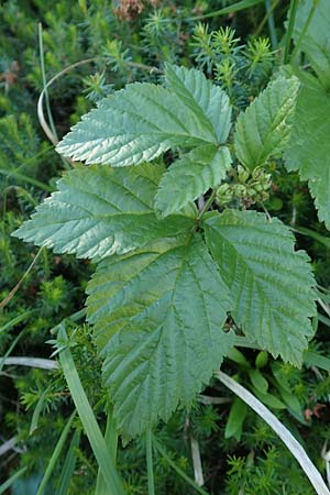 Rubus saxatilis \ Steinbeere / Stone Bramble, A Tragöß 30.6.2019