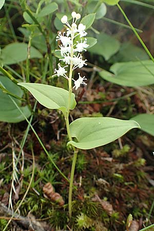 Maianthemum bifolium \ Schattenblmchen / May Lily, False Lily of the Valley, A Osttirol, Porze 13.7.2019