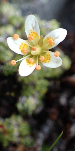 Saxifraga bryoides \ Moos-Steinbrech / Mossy Saxifrage, A Osttirol, Porze 13.7.2019
