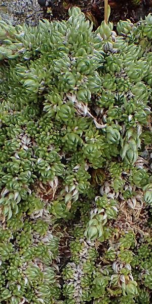 Saxifraga bryoides \ Moos-Steinbrech / Mossy Saxifrage, A Osttirol, Porze 13.7.2019